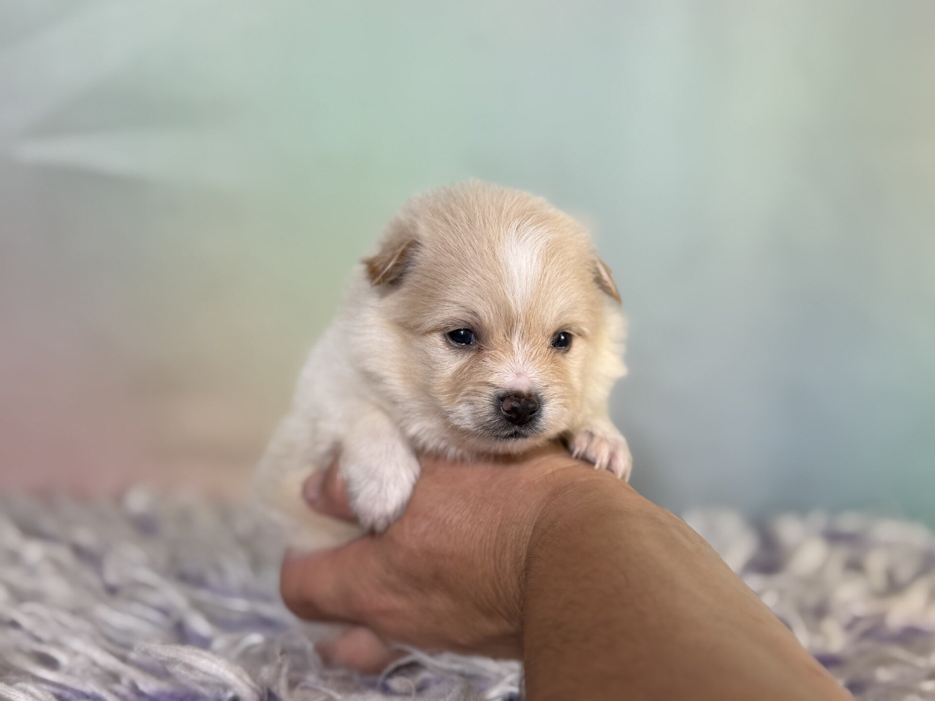Tipton Male Pomeranian image 5