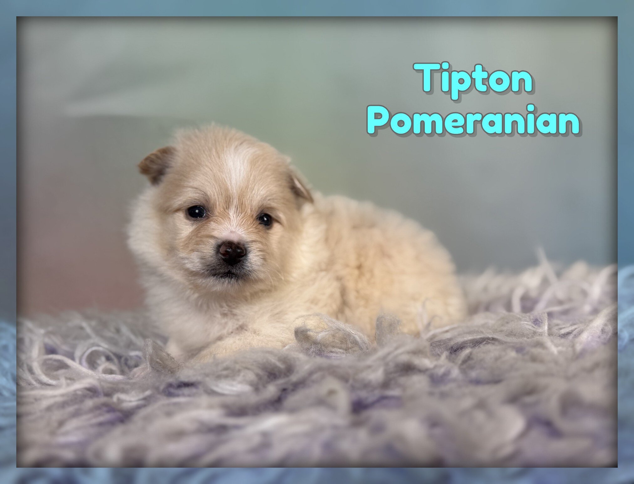 Tipton Male Pomeranian image 1