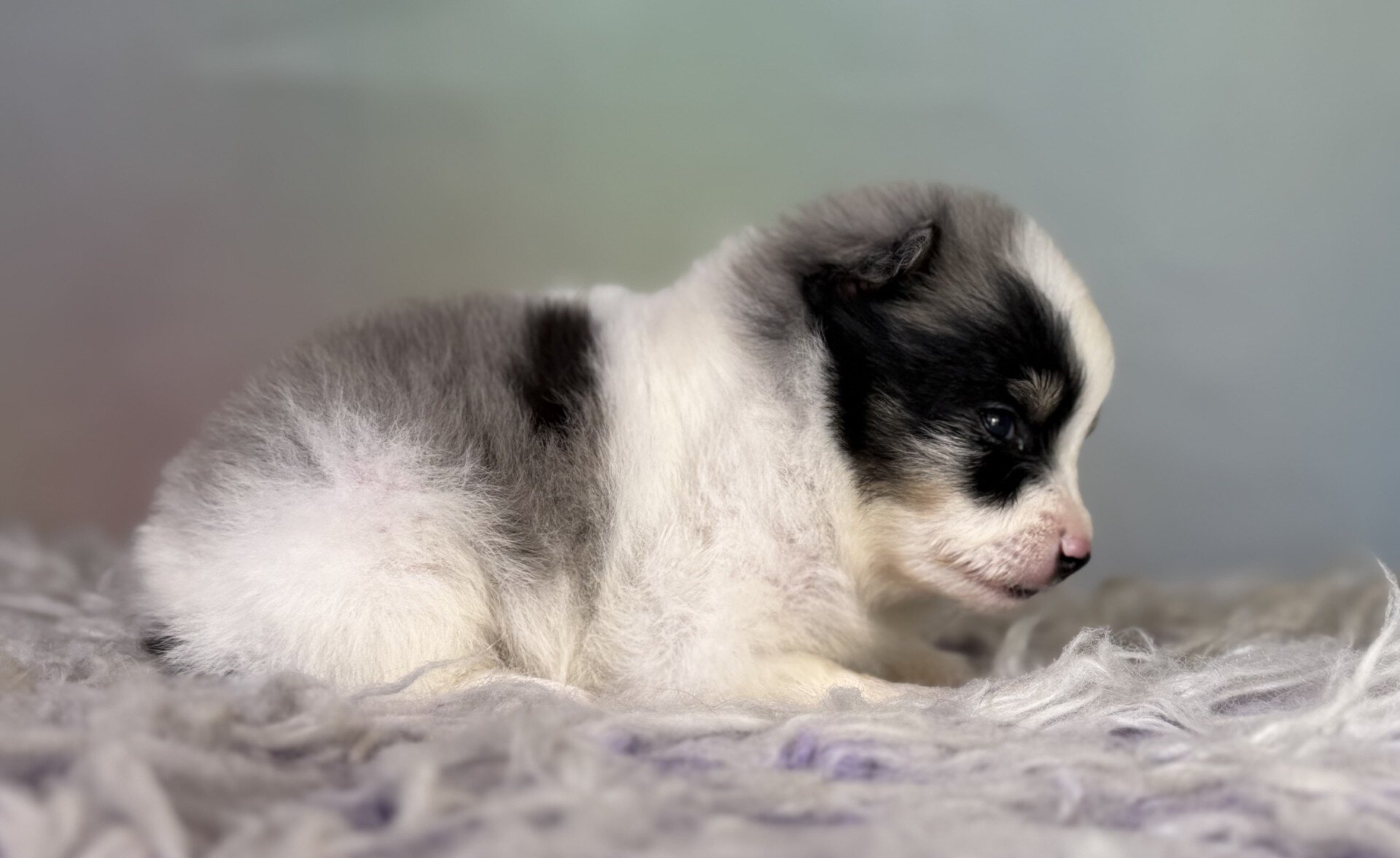 Tux Male Pomeranian image 5
