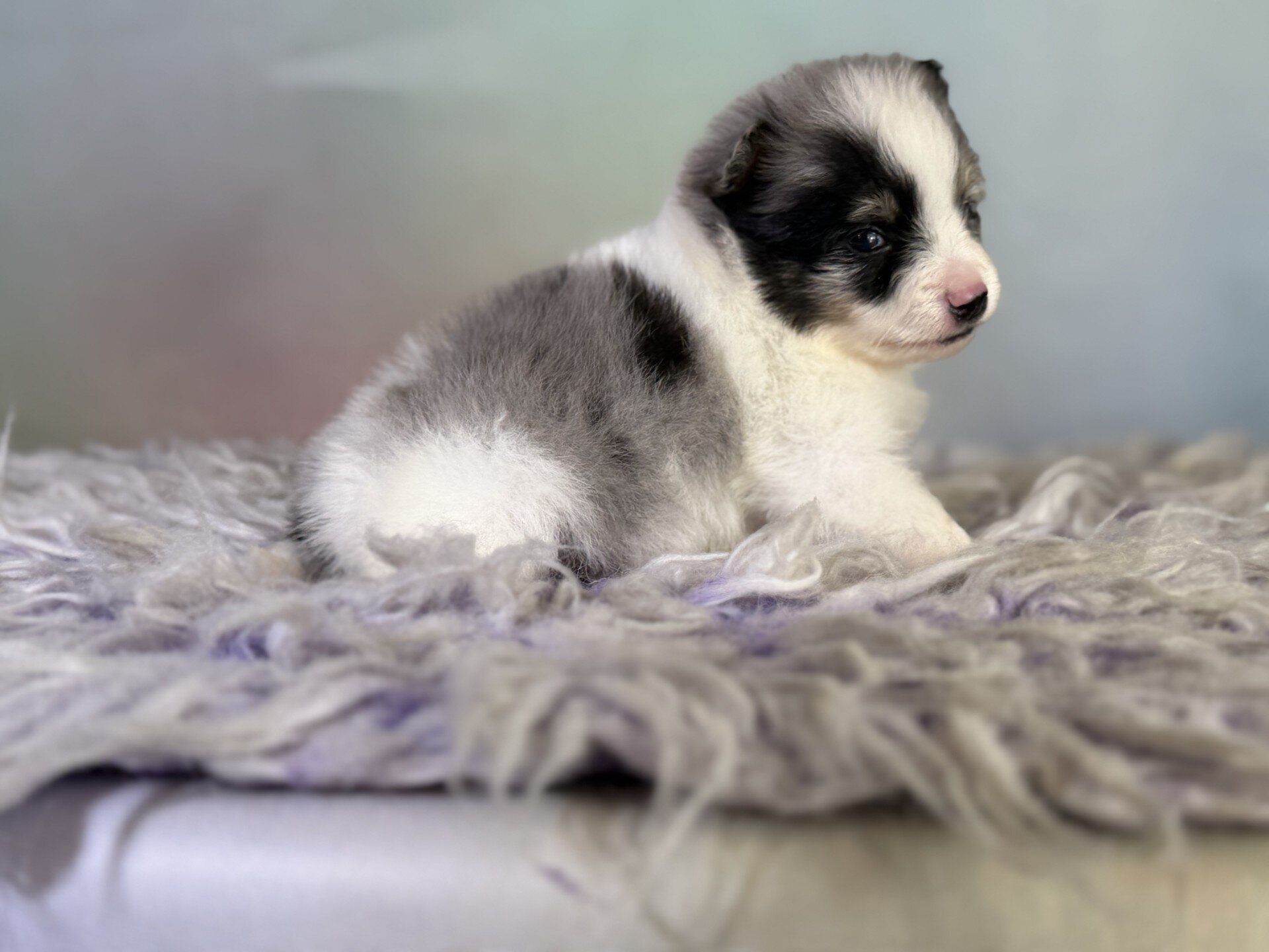 Tux Male Pomeranian image 4