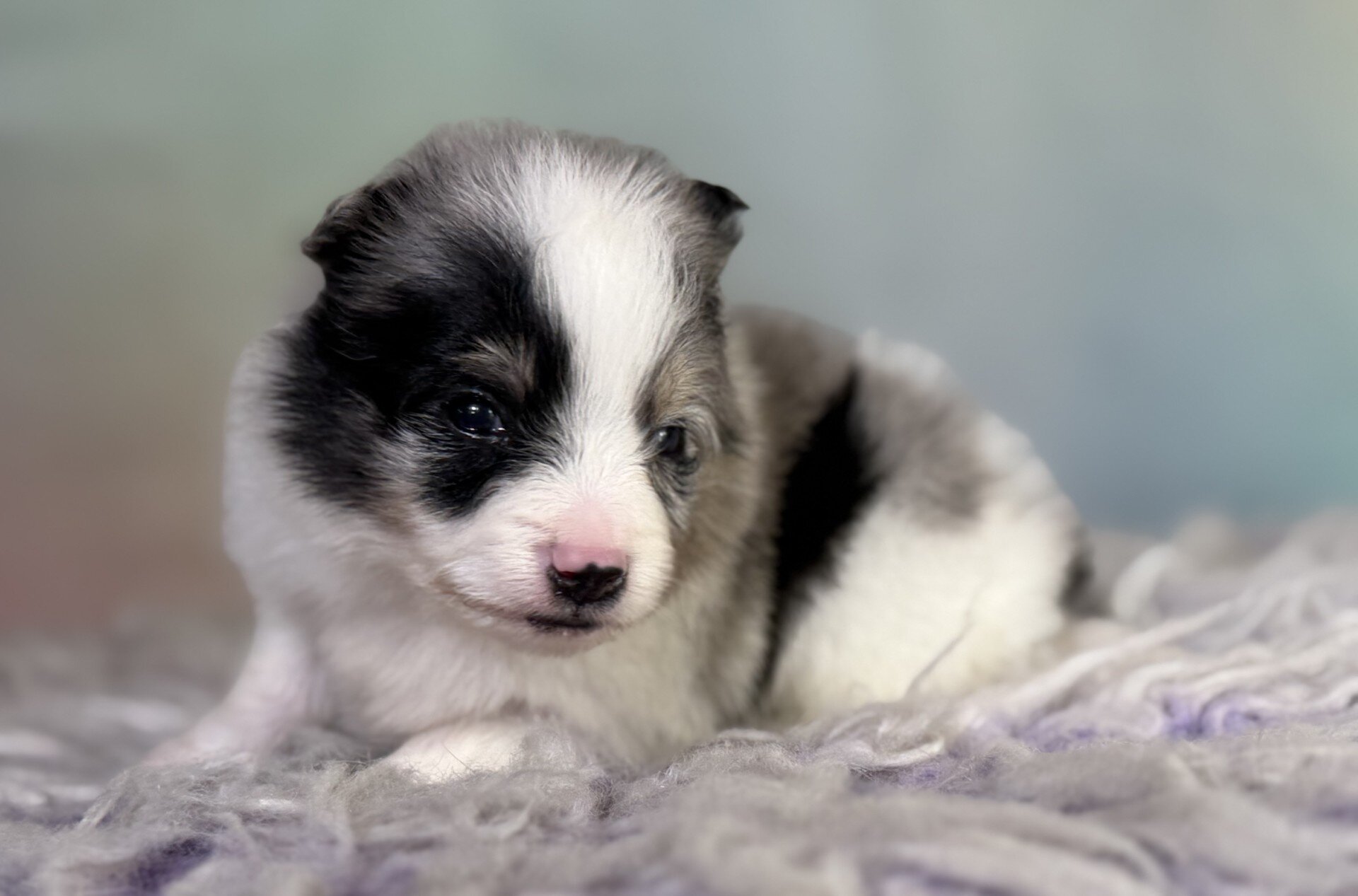 Tux Male Pomeranian image 3