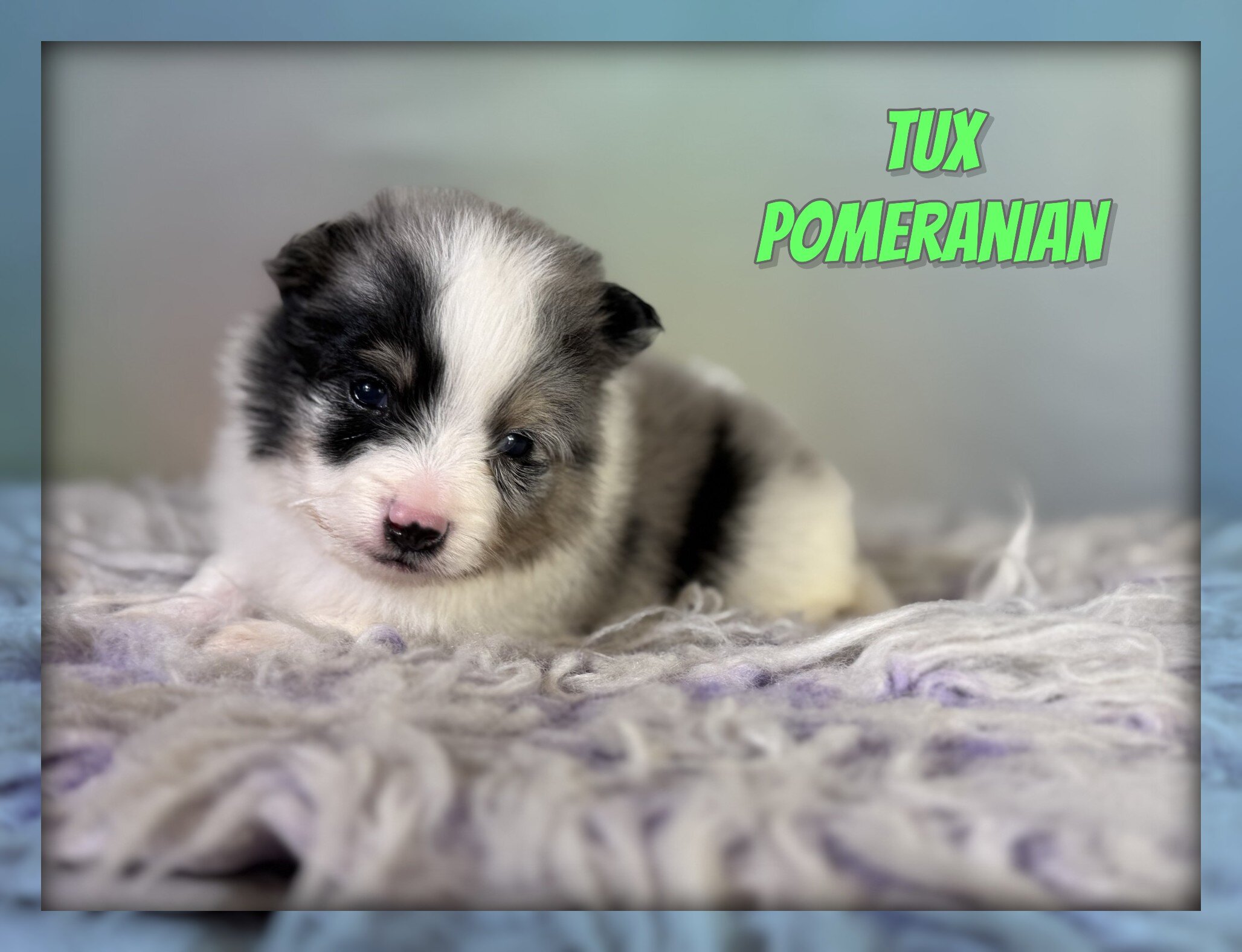 Tux Male Pomeranian image 1