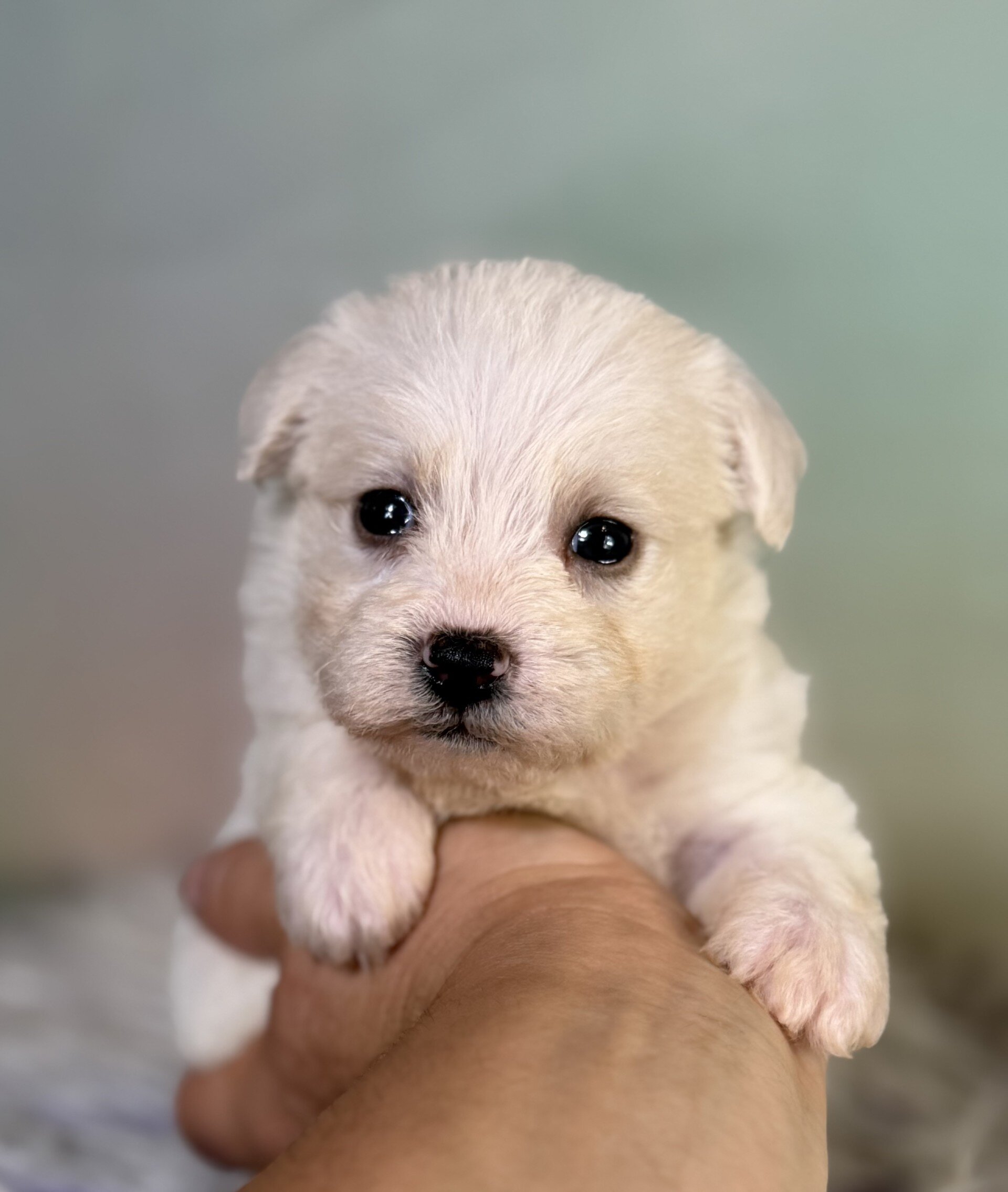 Pearl Female Schnoodle image 8