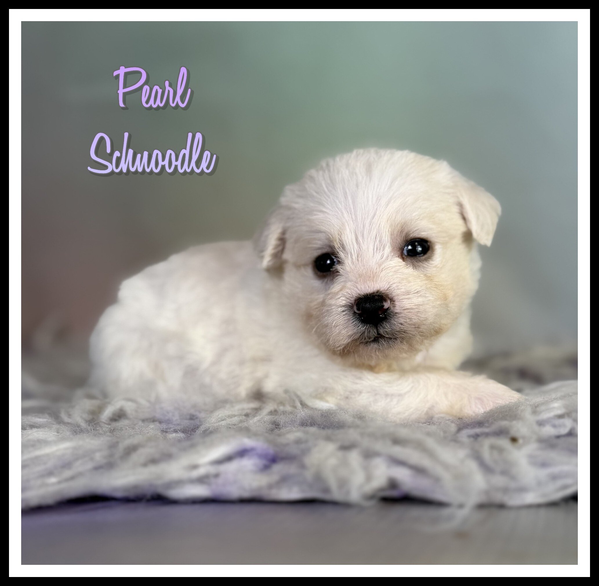 Pearl Female Schnoodle image 6