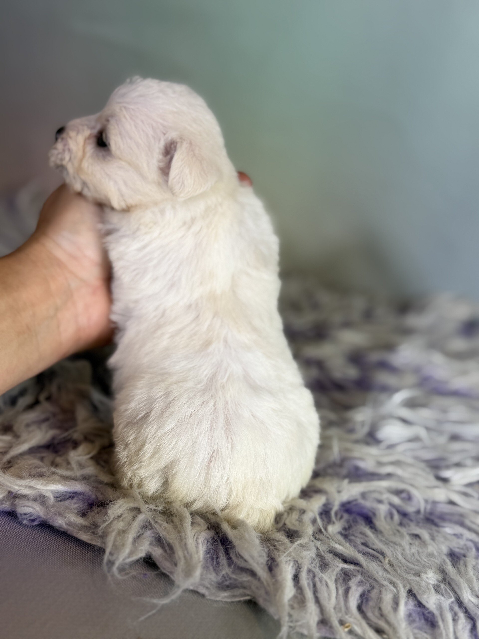Pearl Female Schnoodle image 10
