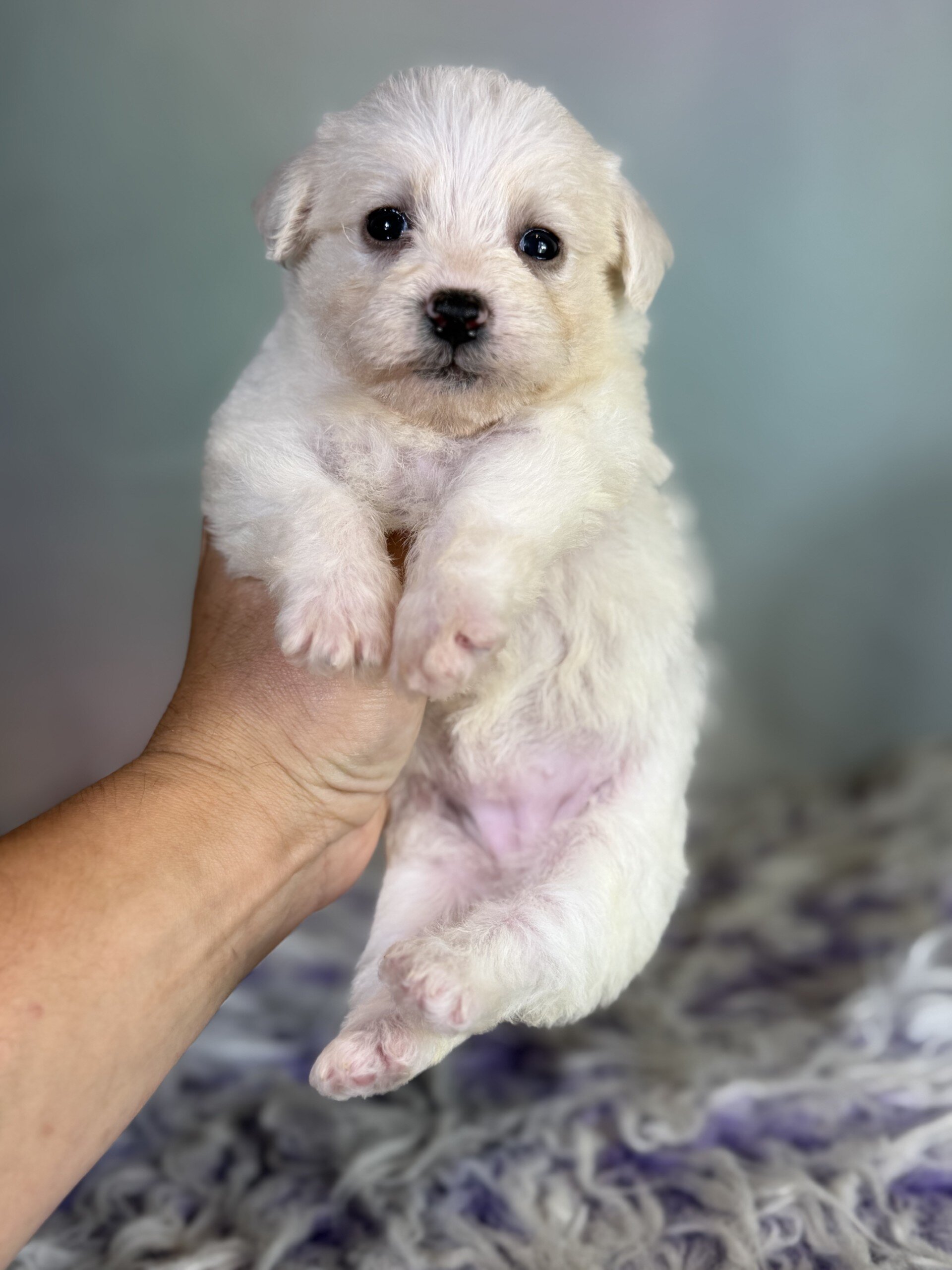 Pearl Female Schnoodle image 9