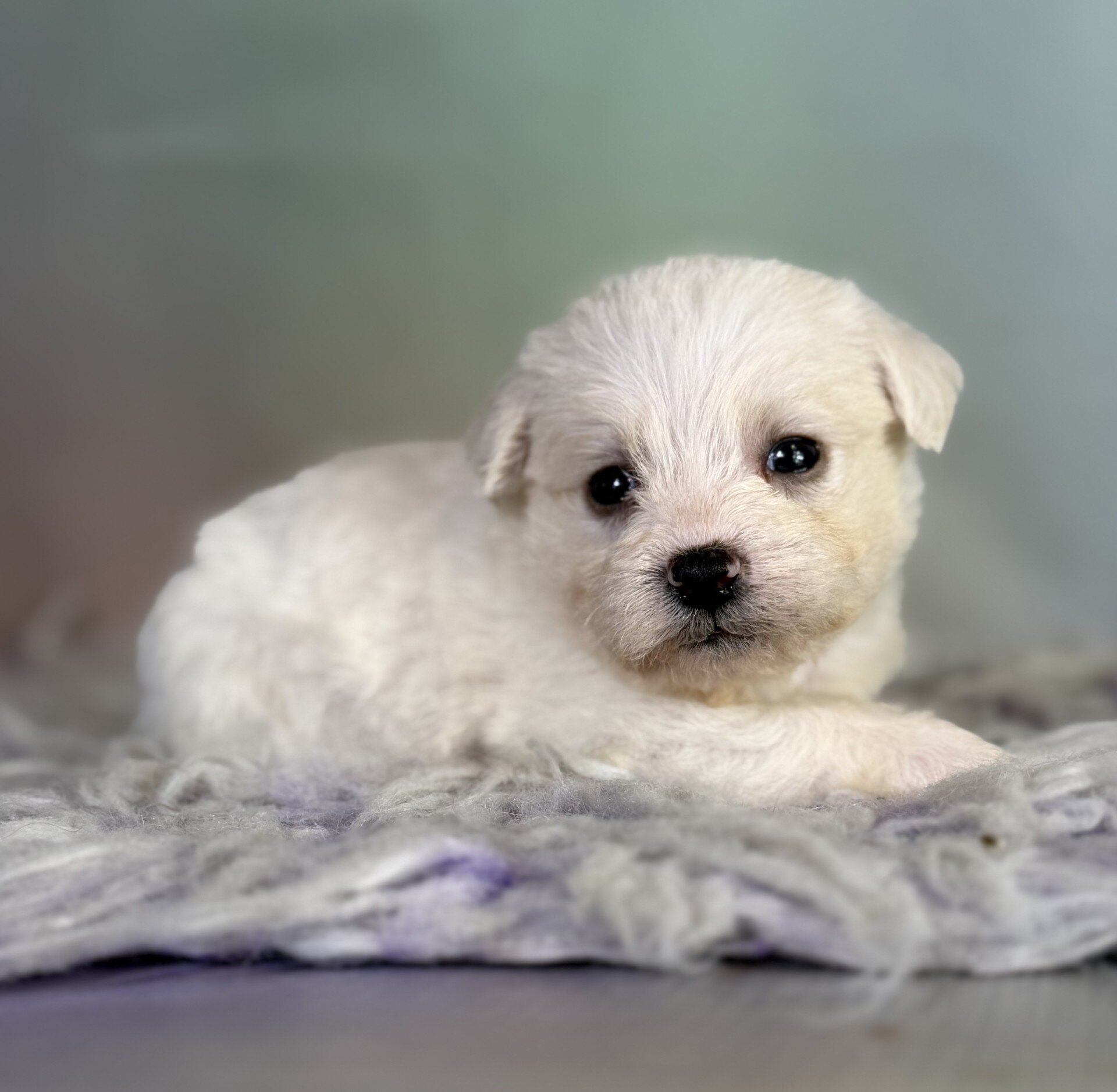 Pearl Female Schnoodle image 7
