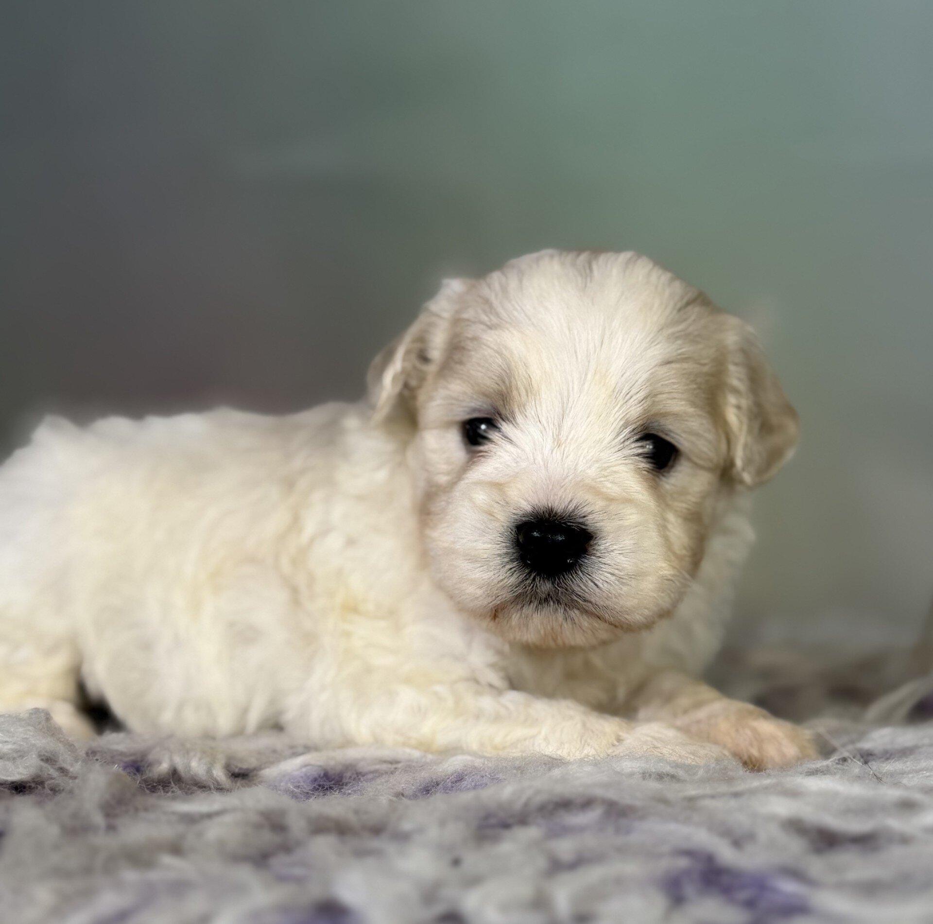 Parker Male Schnoodle image 8