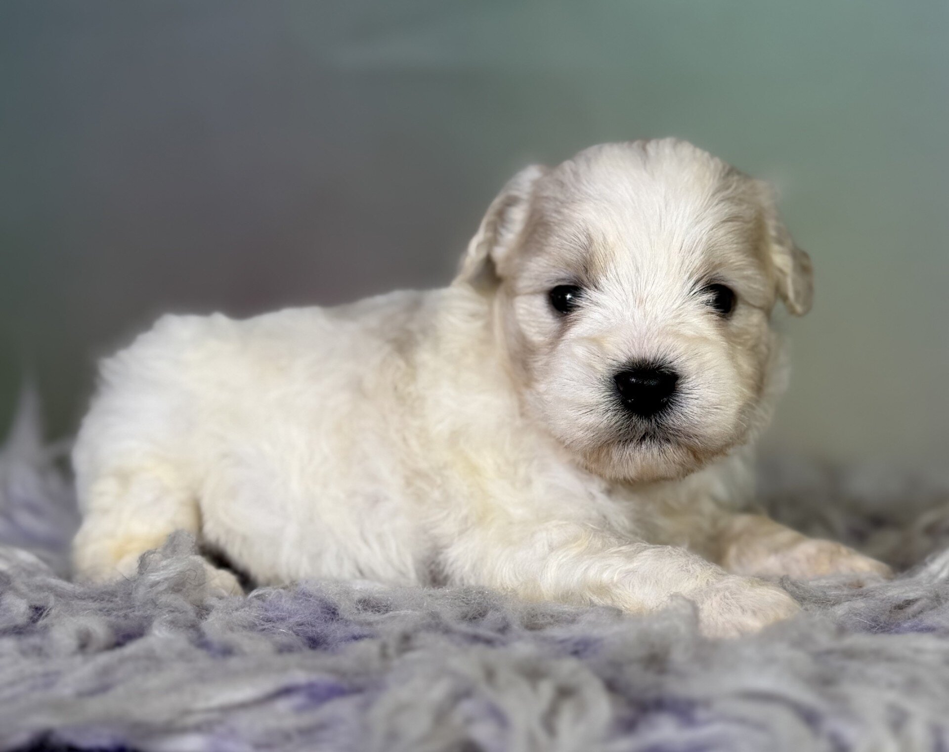 Parker Male Schnoodle image 7