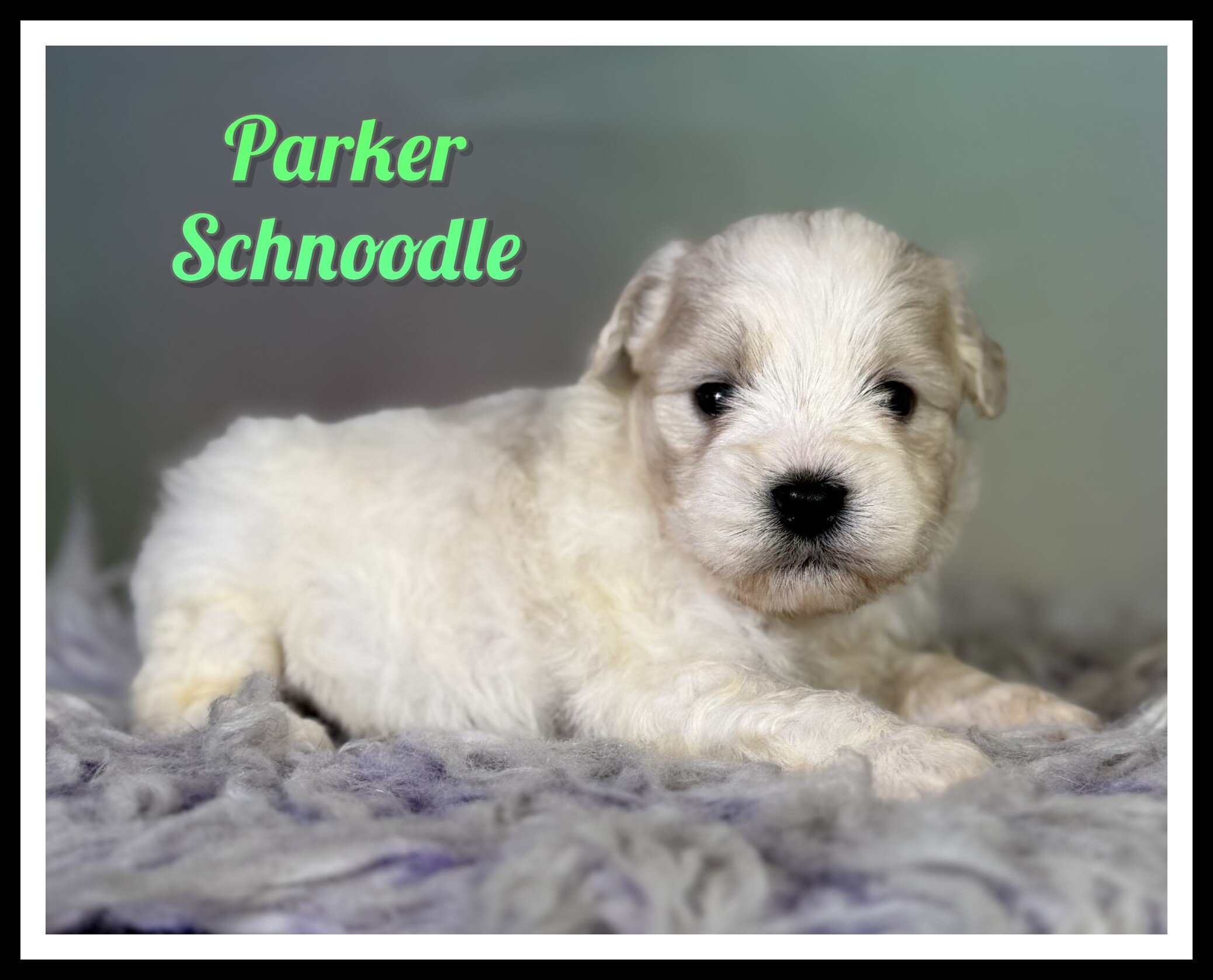 Parker Male Schnoodle image 6