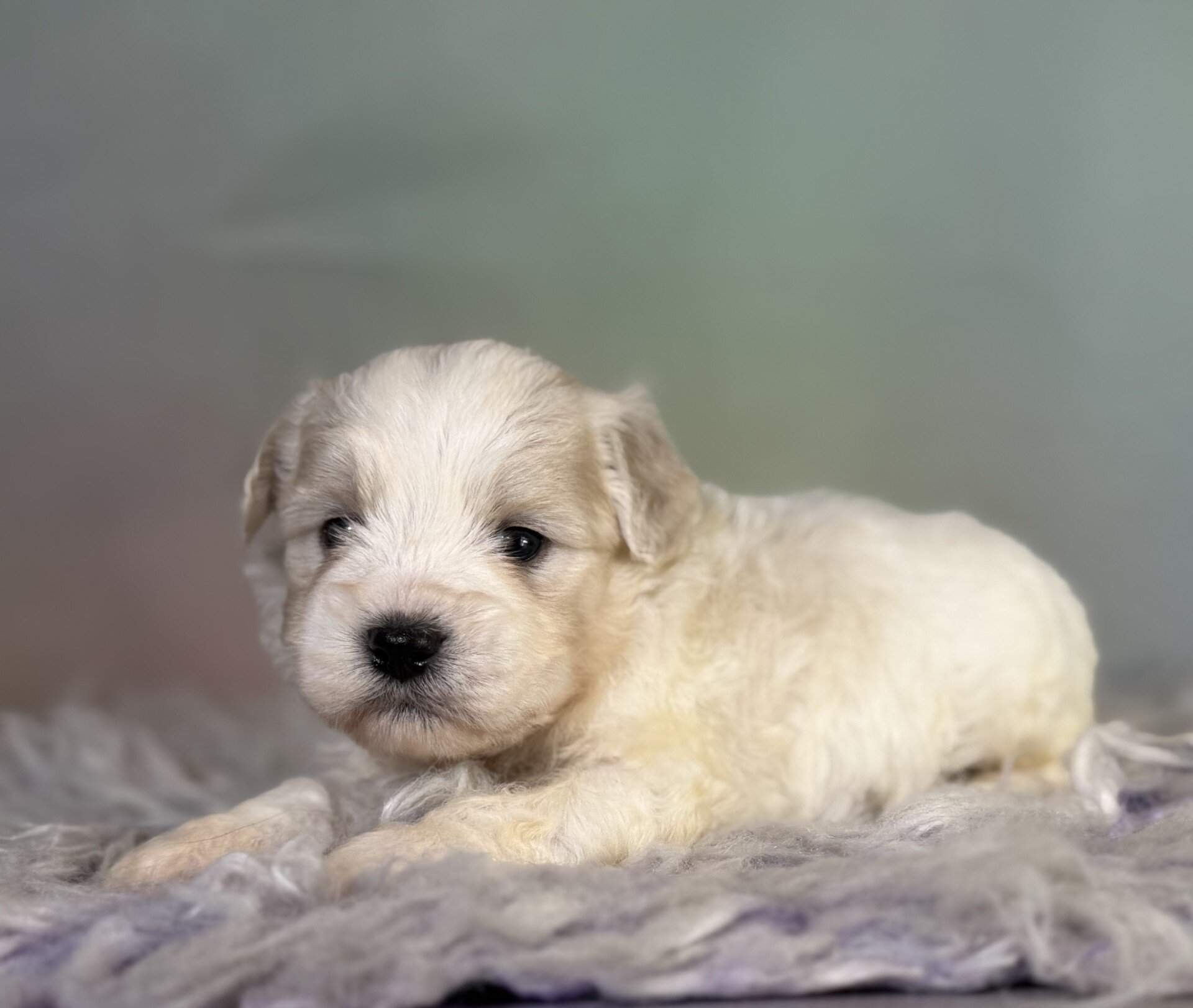 Parker Male Schnoodle image 9