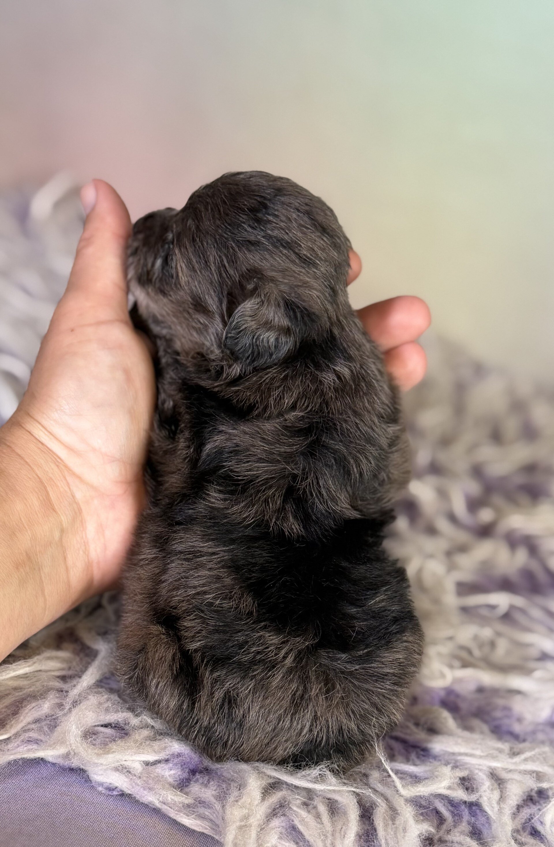 Pipsqueak Male Schnoodle image 10