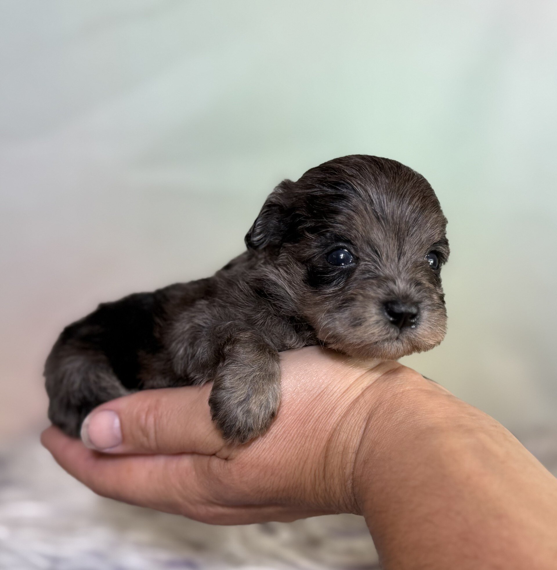 Pipsqueak Male Schnoodle image 9