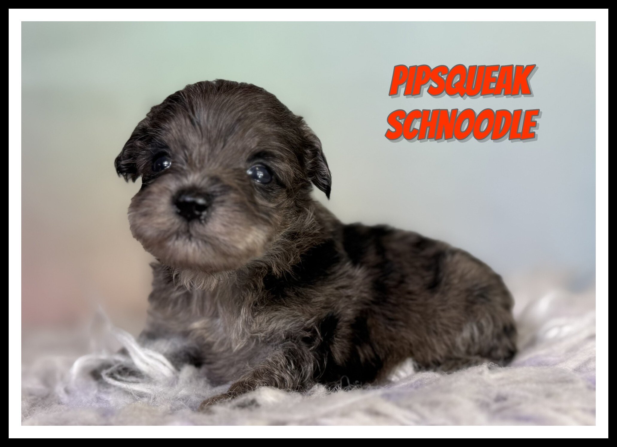 Pipsqueak Male Schnoodle image 6