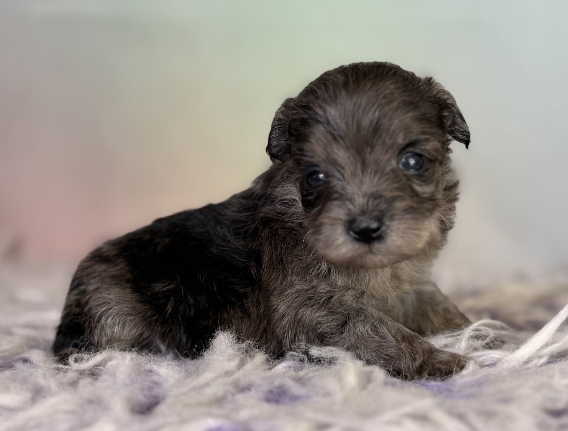 Pipsqueak Male Schnoodle image 8