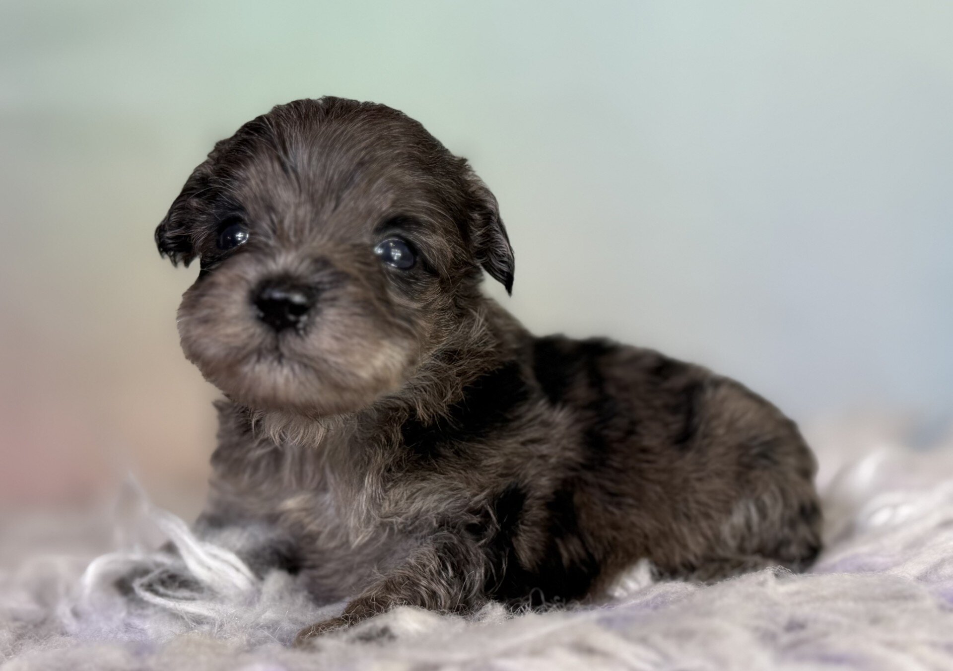Pipsqueak Male Schnoodle image 7