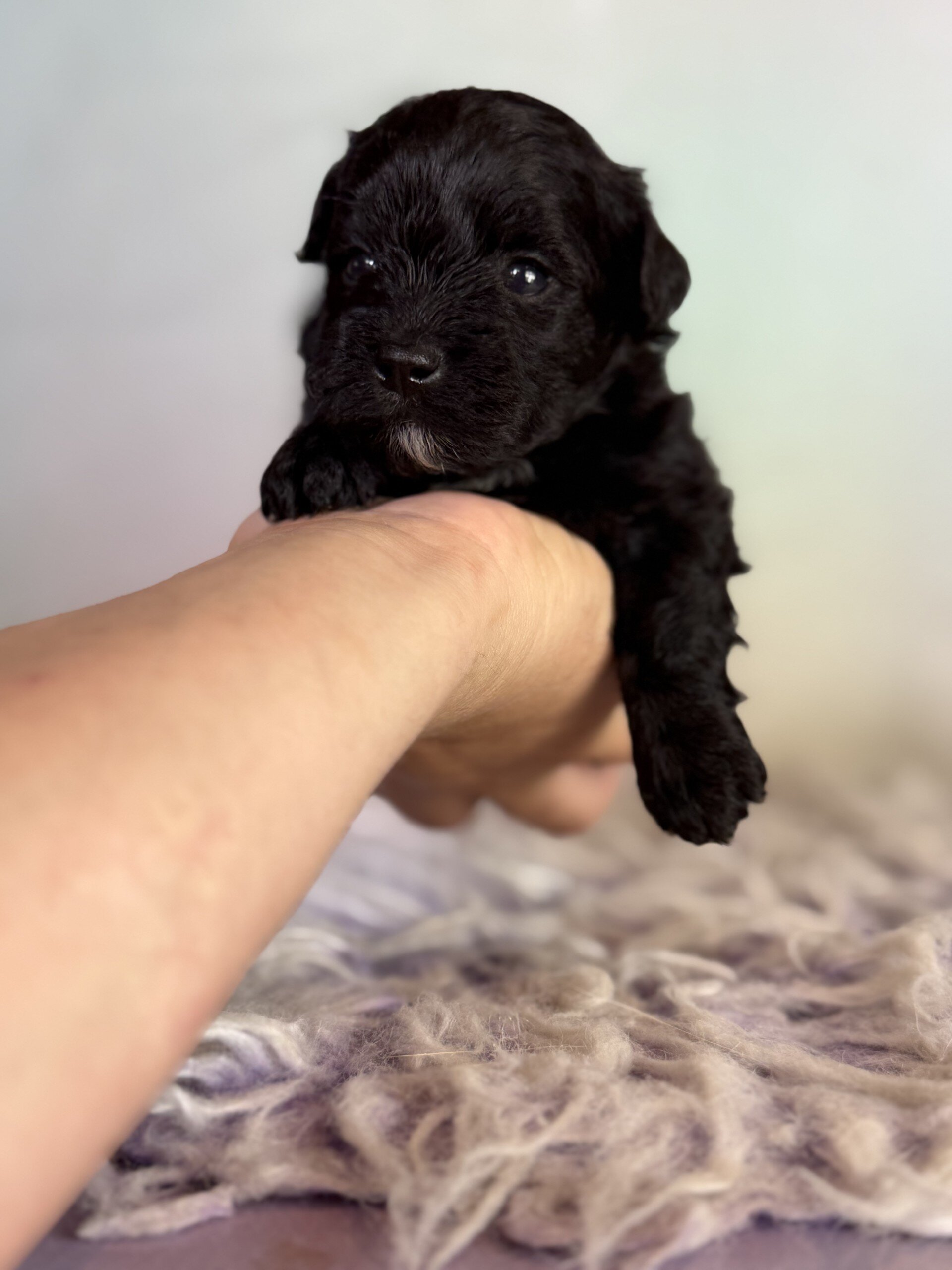 Panther Male Schnoodle image 10