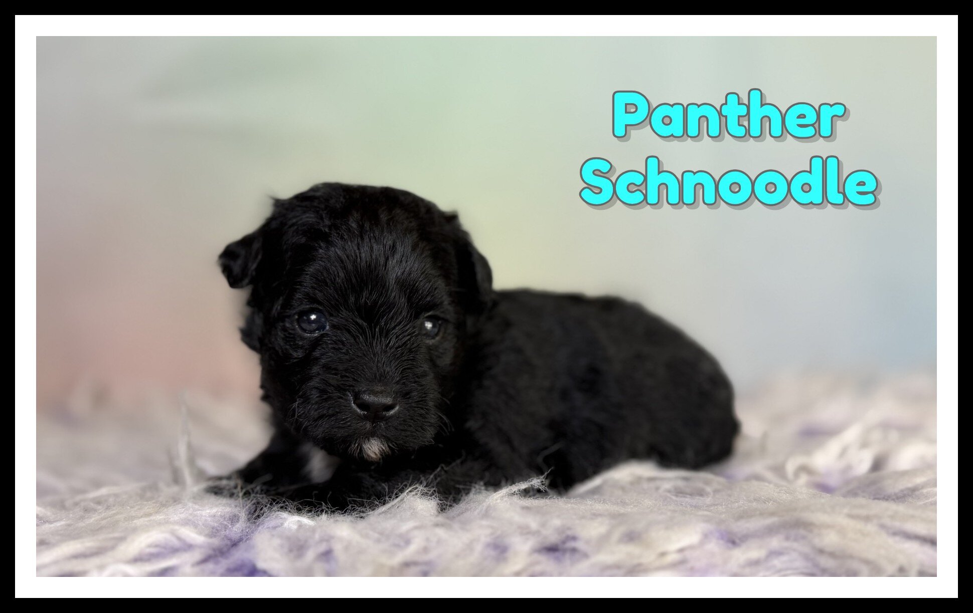 Panther Male Schnoodle image 6