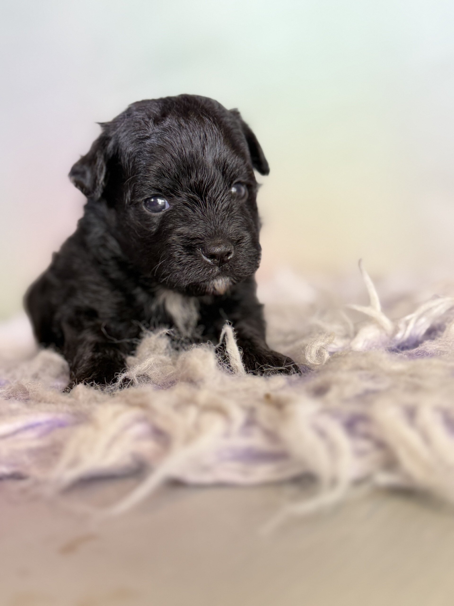Panther Male Schnoodle image 9