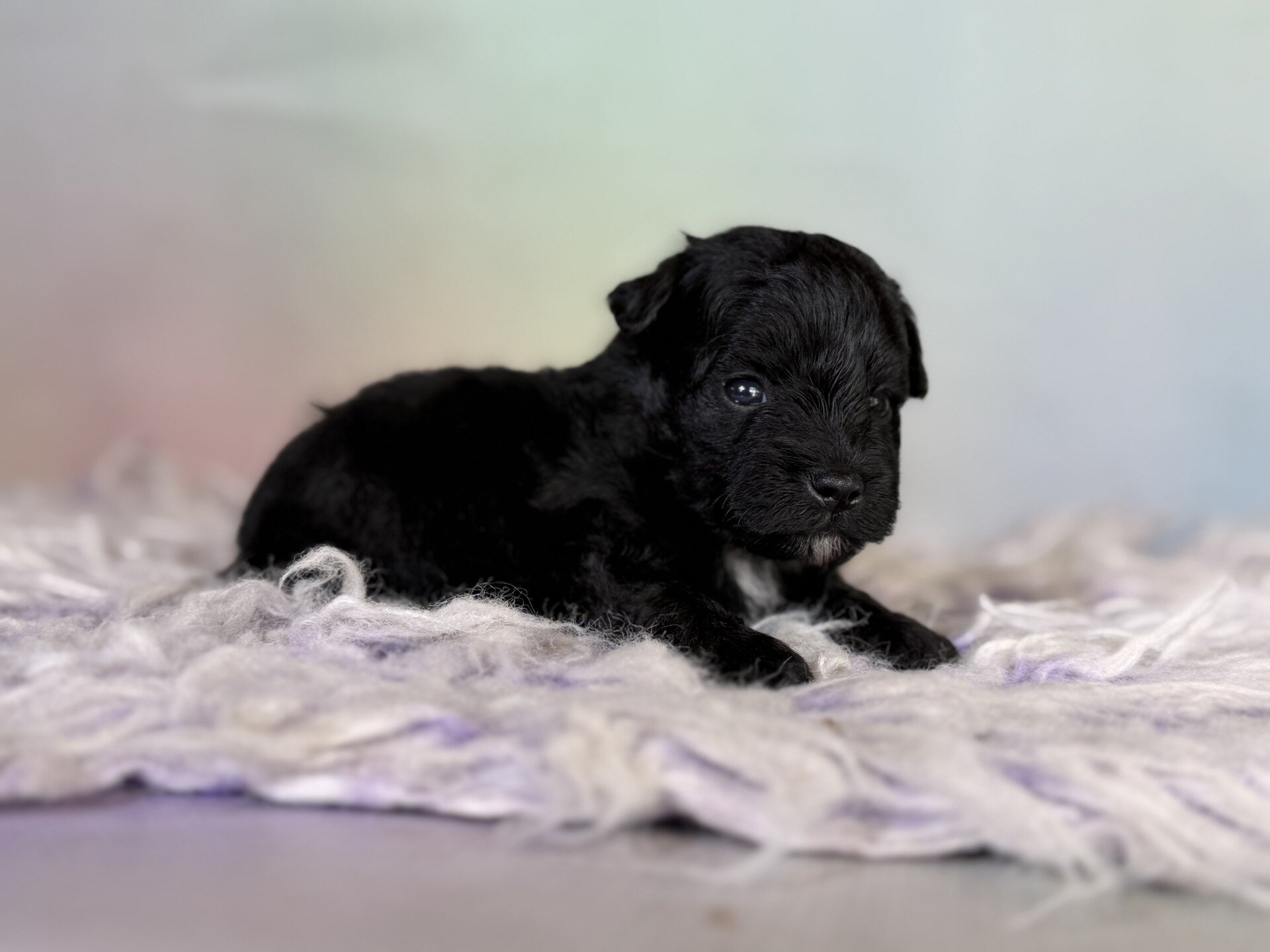 Panther Male Schnoodle image 8