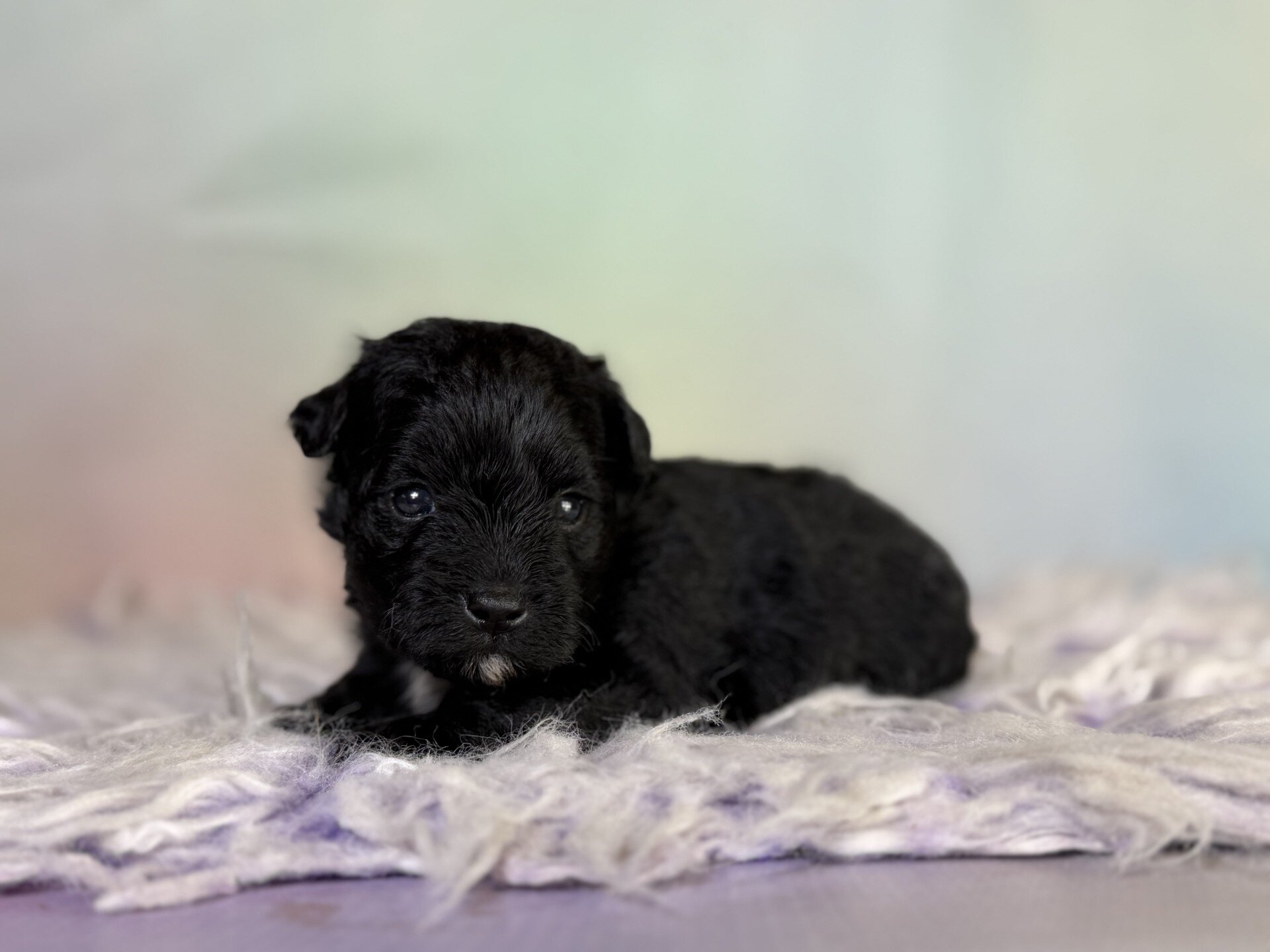 Panther Male Schnoodle image 7