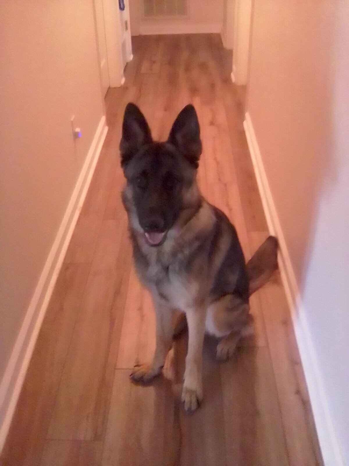 Young German Shepherd image 4