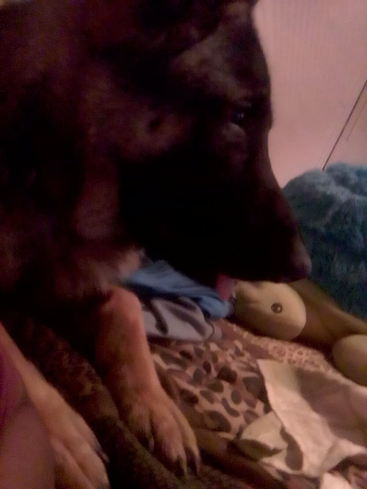 Young German Shepherd image 3
