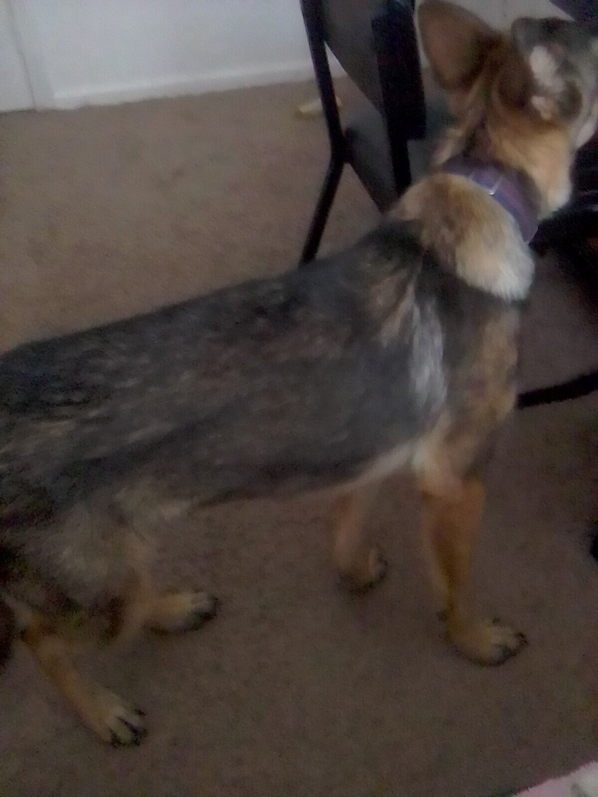 Young German Shepherd image 2