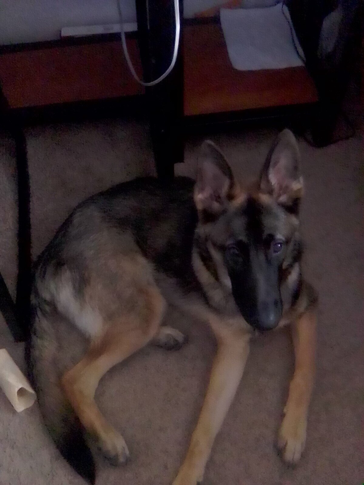 Young German Shepherd image 1