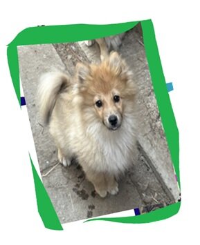 Pomeranian Puppies Rehoming to Loving Forever Home image 1