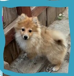 Pomeranian Puppies Rehoming to Loving Forever Home image 2