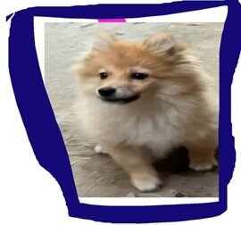 Pomeranian Puppies Rehoming to Loving Forever Home image 3