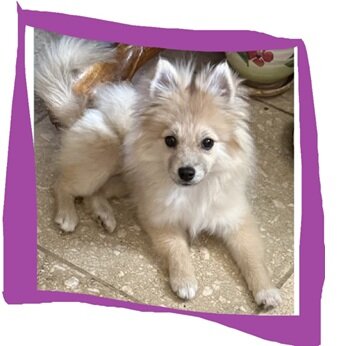 Pomeranian Puppies Rehoming to Loving Forever Home image 6