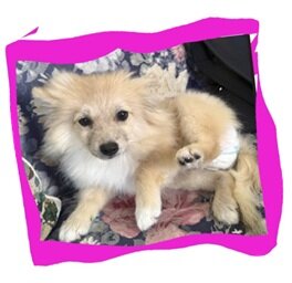 Pomeranian Puppies Rehoming to Loving Forever Home image 4