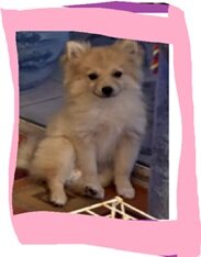 Pomeranian Puppies Rehoming to Loving Forever Home image 5