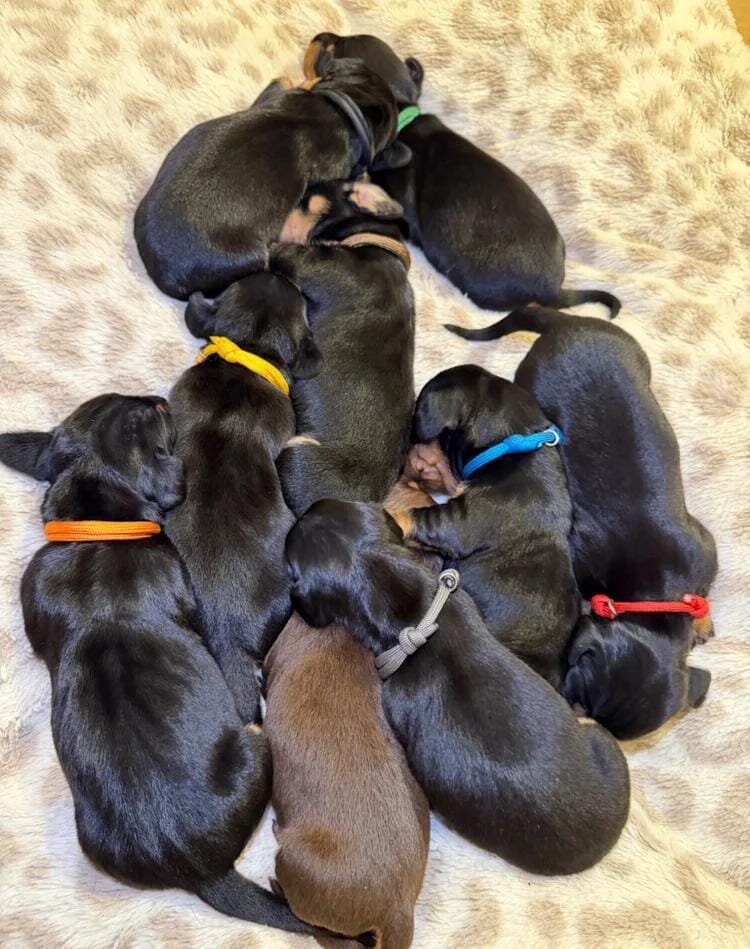 Dachshund Puppies Ready to reserve image 4
