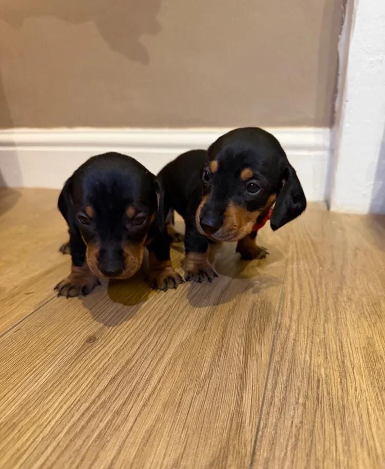 Dachshund Puppies Ready to reserve image 1