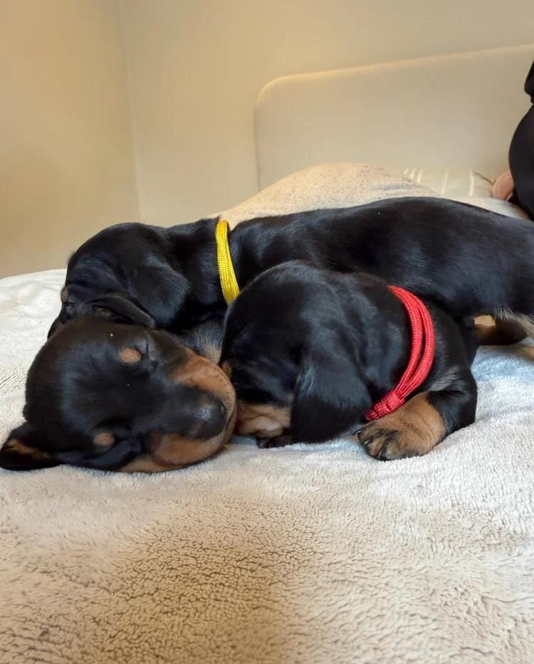 Dachshund Puppies Ready to reserve image 2