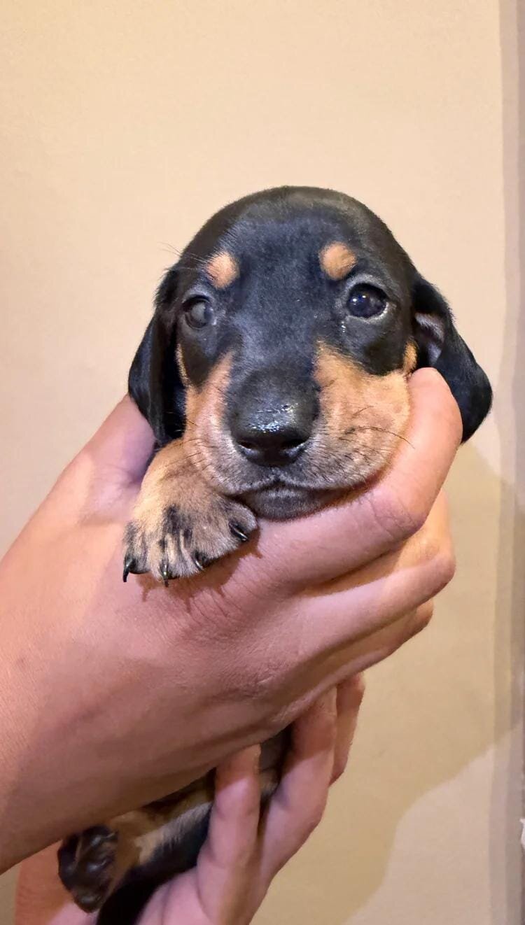 Dachshund Puppies Ready to reserve image 3