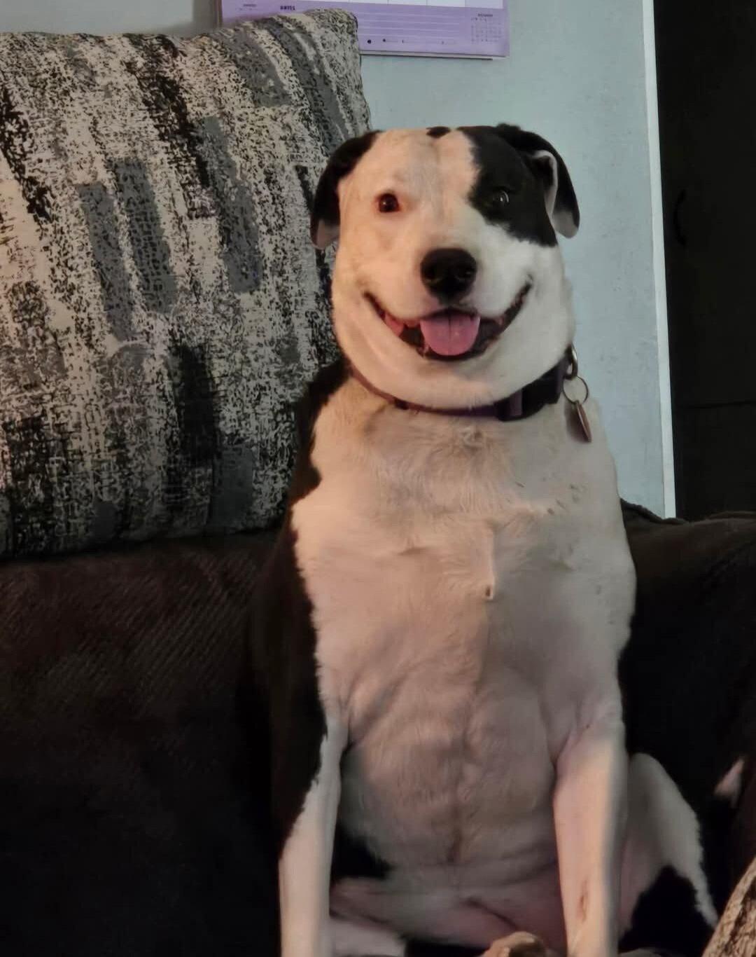 Dog image 1