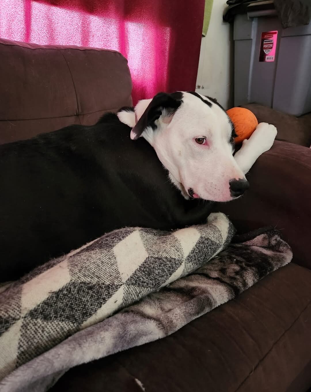 Dog image 2