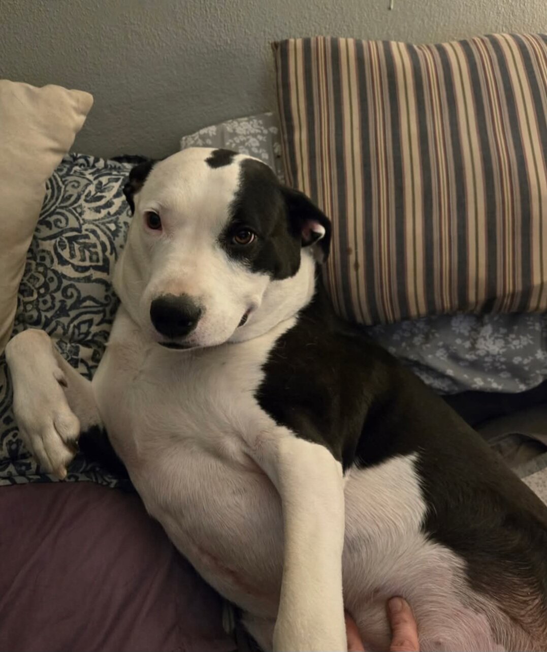 Dog image 3