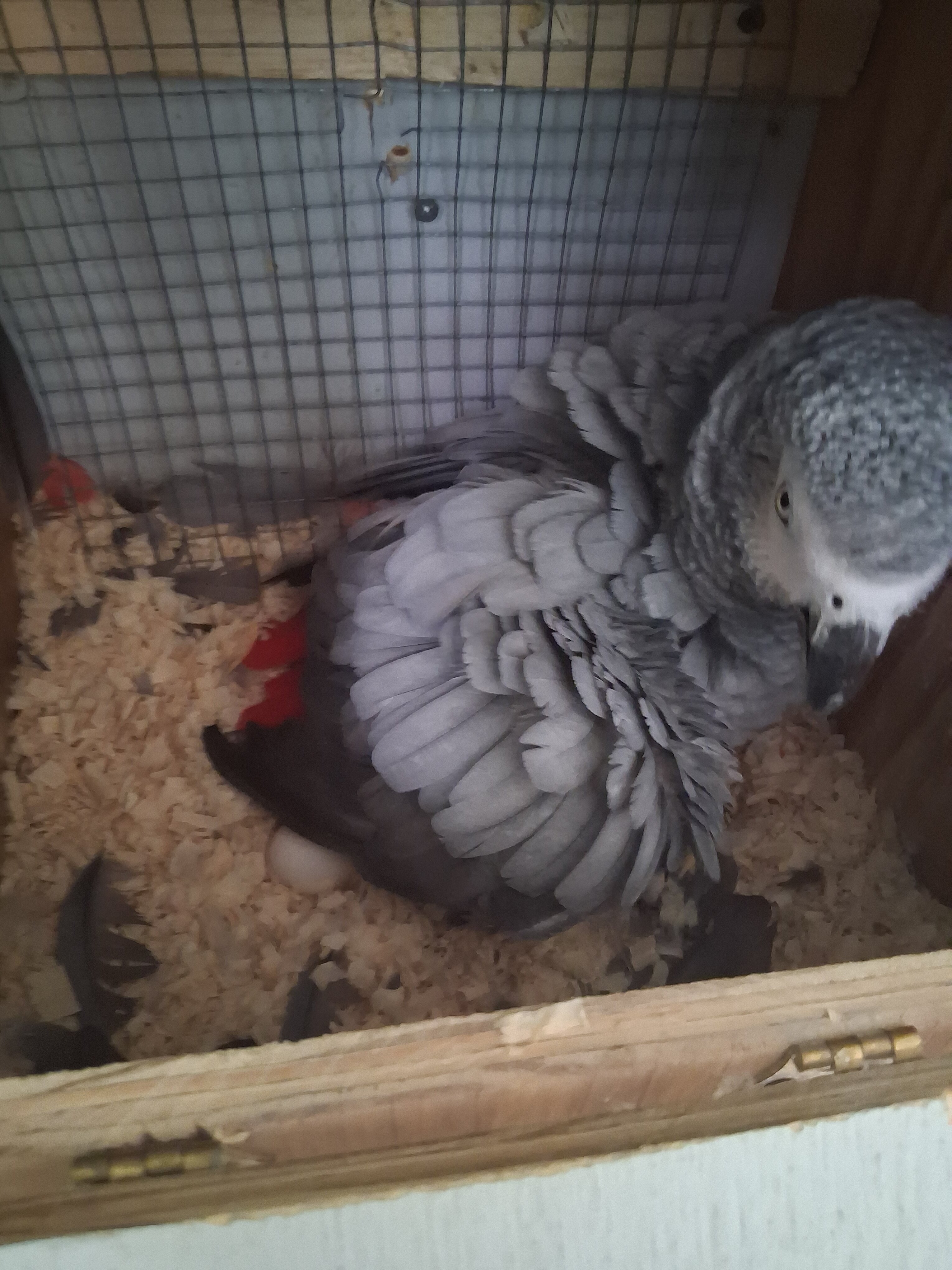 Congo African Grey image 5