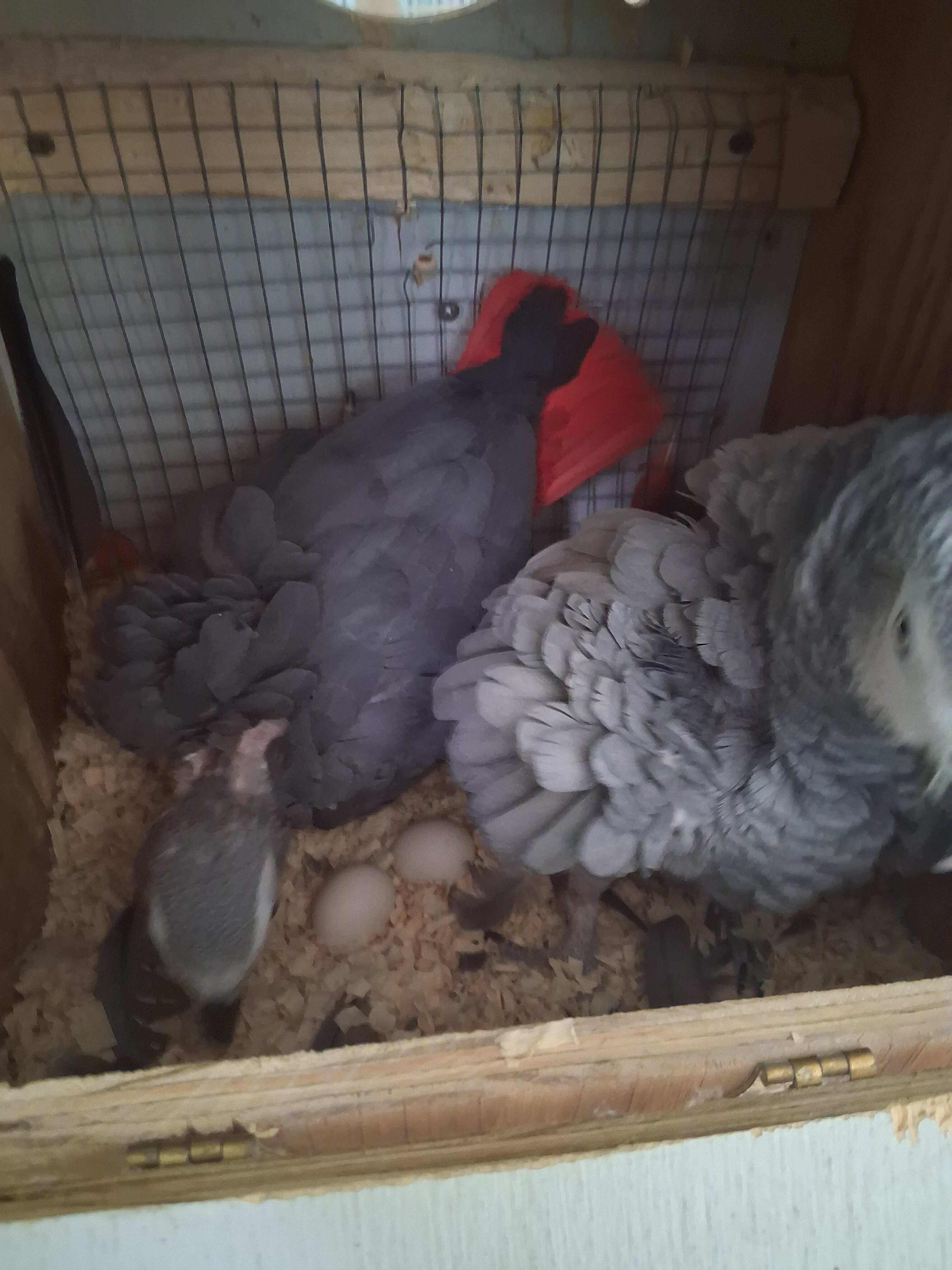 Congo African Grey image 6