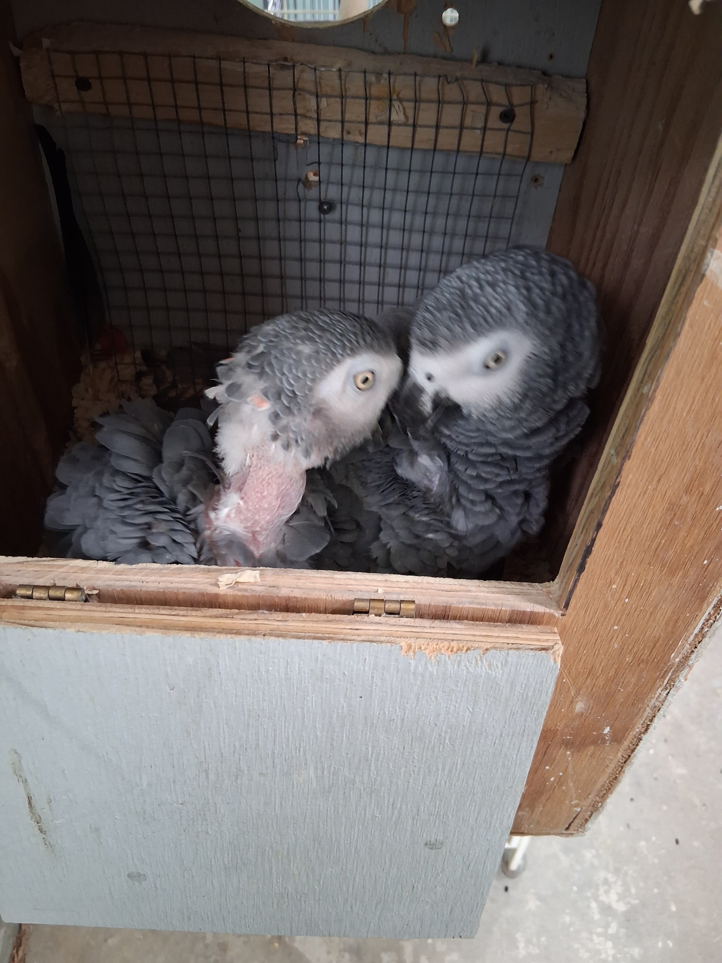 Congo African Grey image 1