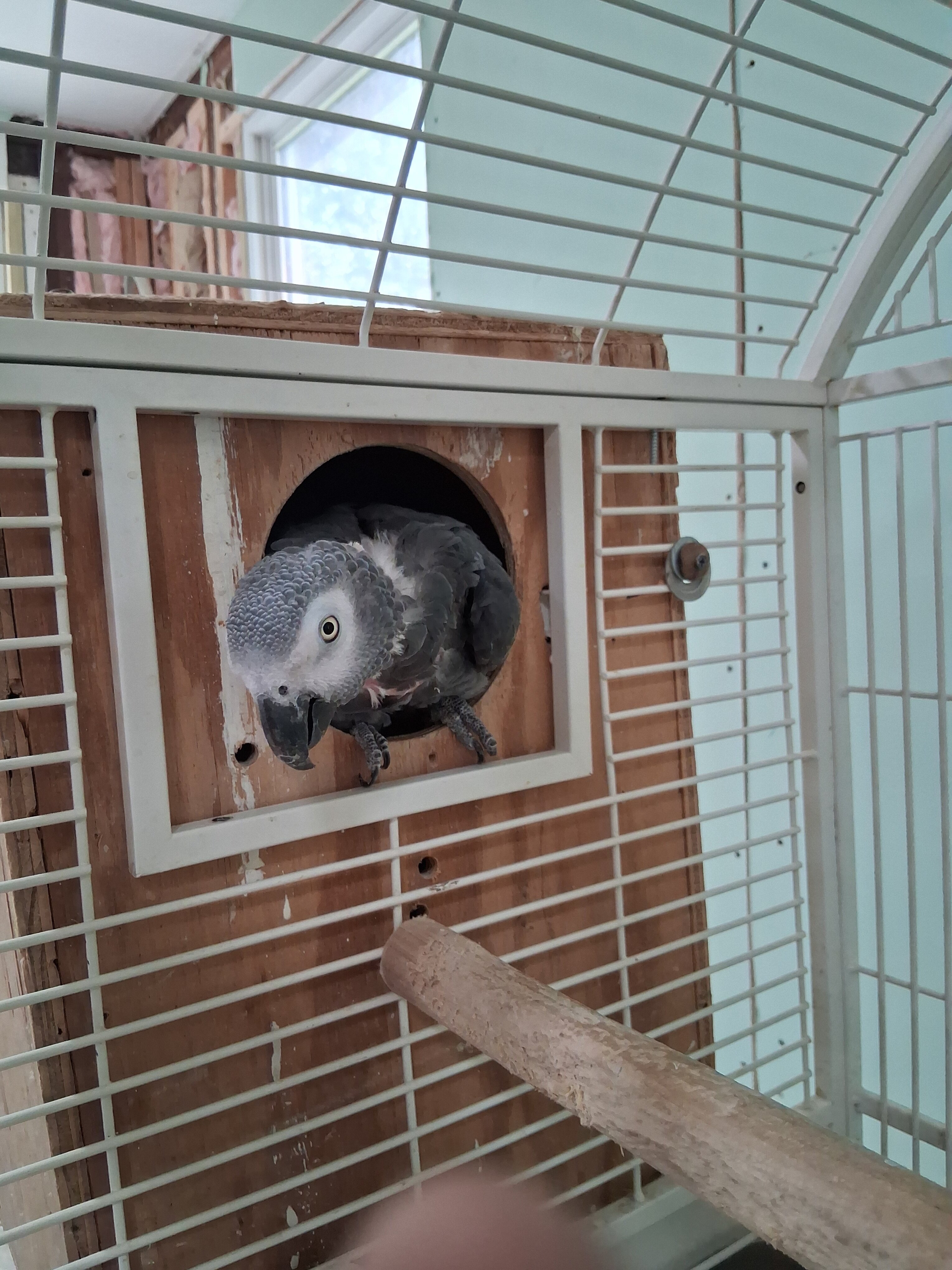 Congo African Grey image 2