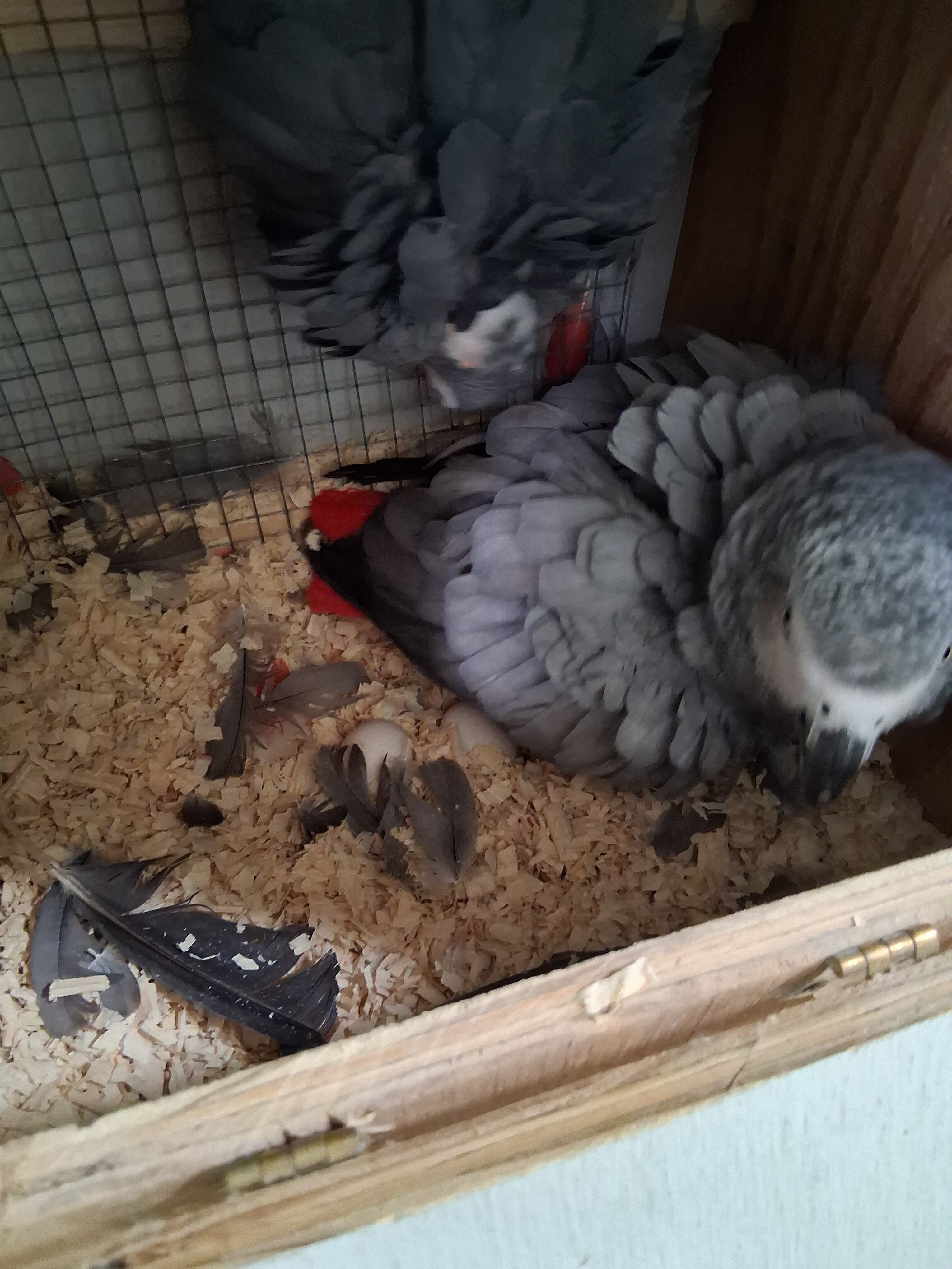 Congo African Grey image 3
