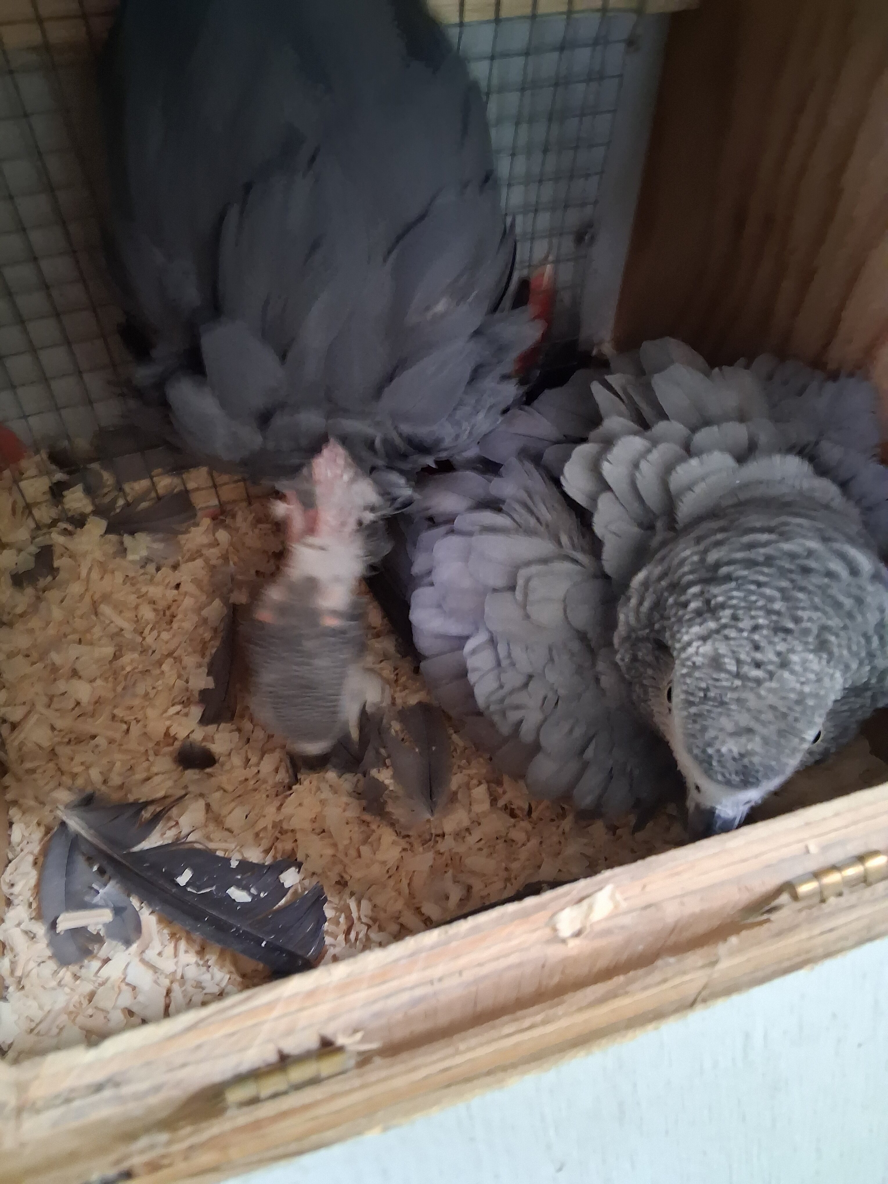 Congo African Grey image 4