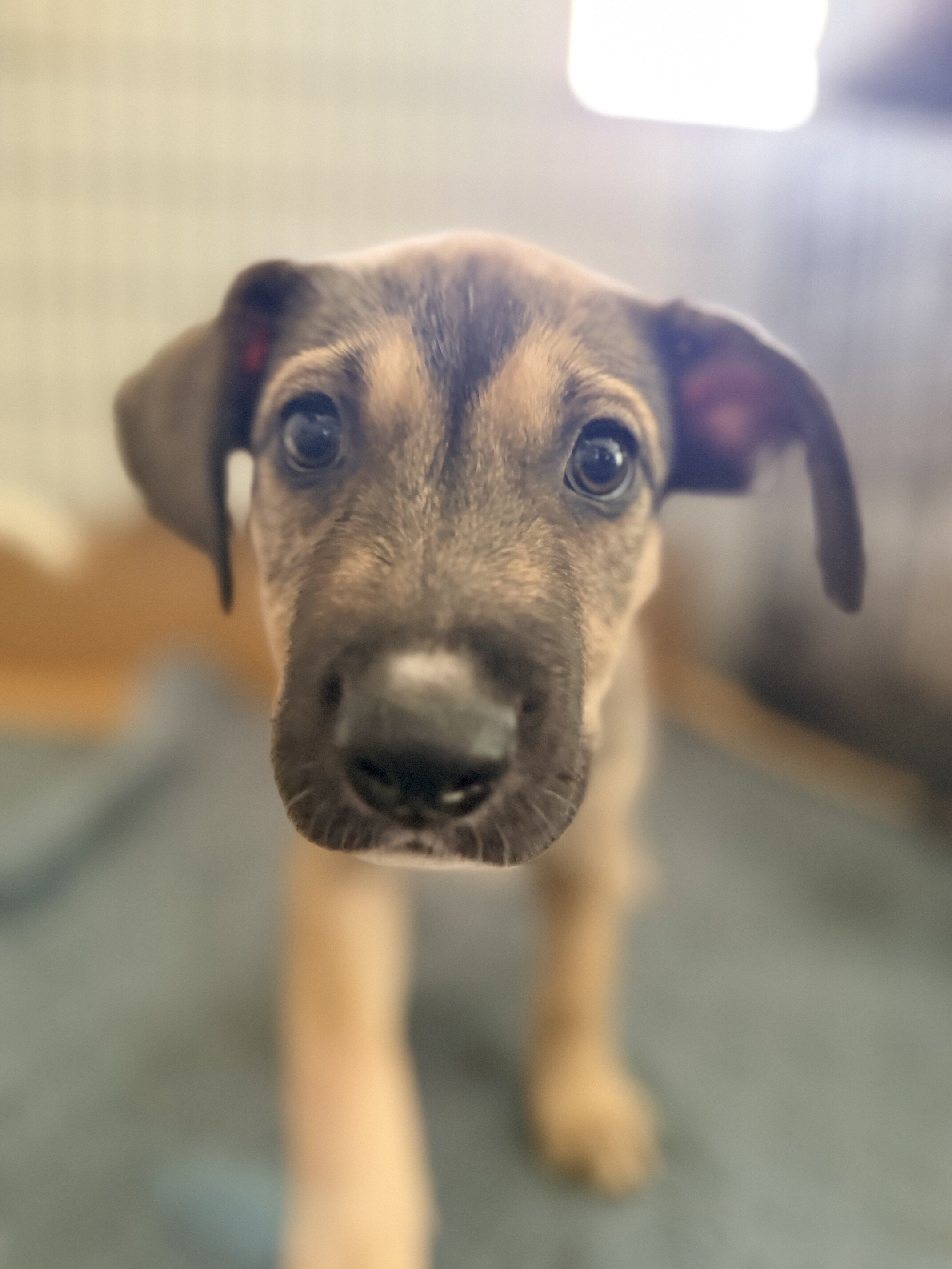 Puppies image 3