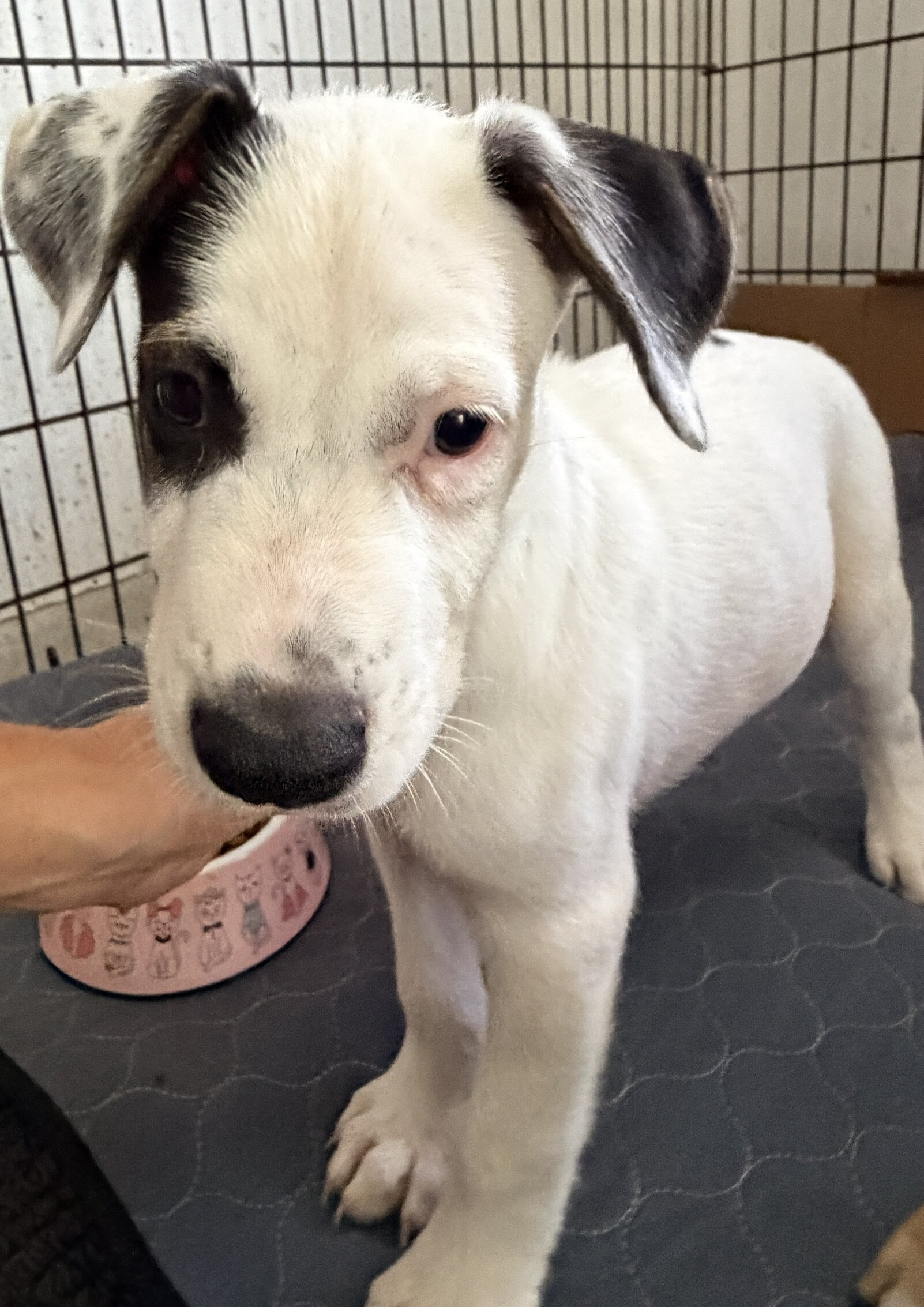 Puppies image 4